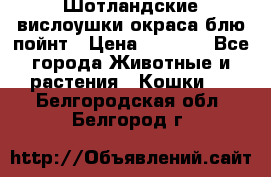 Шотландские вислоушки окраса блю пойнт › Цена ­ 4 000 - Все города Животные и растения » Кошки   . Белгородская обл.,Белгород г.